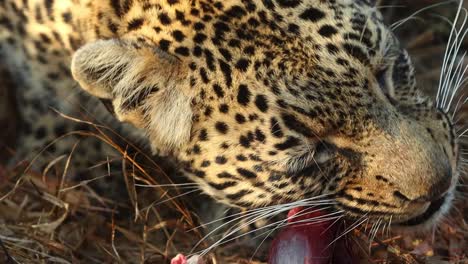 An-extreme-close-up-of-a-leopard's-face-while-eating,-Greater-Kruger