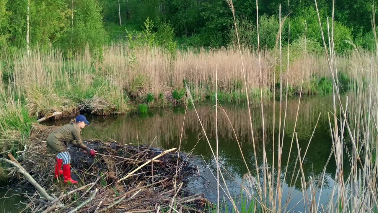 Premium stock video - Woman worker periodically removing beaver dam