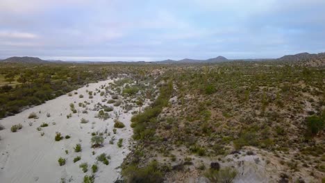 Aerial-view-over-Boojum-Trees-and-Cardon-Cactus,-in-middle-desert-rocks,-partly-sunny-day,-in-Catavina,-Mexico---dolly,-drone-shot