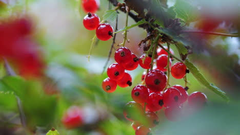 Tasty-Redcurrant-Ribes-Rubrum-on-branch-waving-in-natural-sunlight