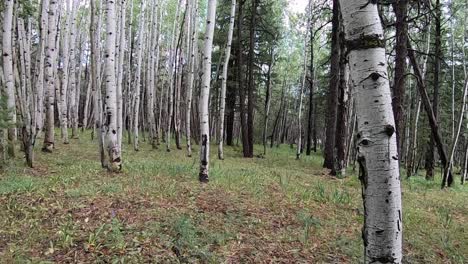 POV-of-walking-in-the-forest-with-an-arc-right-to-the-pine-trees-that-grow-alongside-a-stand-of-Aspen-trees