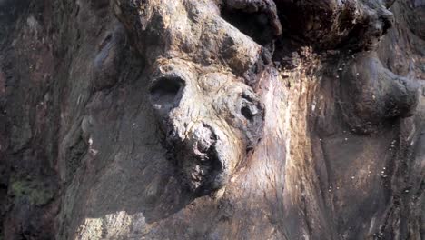 Zeitlupenaufnahme-Eines-Wachstums-In-Einem-Alten-Eukalyptusbaum,-Der-Wie-Ein-Außerirdisches-Gesicht-Aussieht