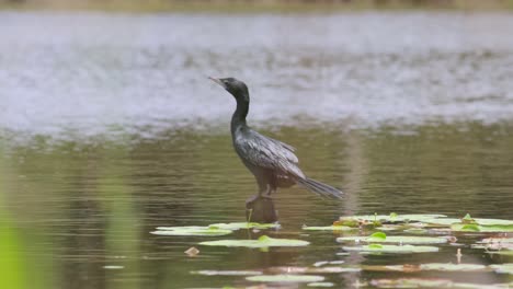 Little-cormorant-bird-sitting-and-resting-on-the-lakeshore-watchful-for-a-hunt-and-predators-at-the-same-time-b-roll-slow-motion-clip-taken-from-behind-the-grass