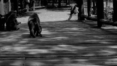 Dos-Monos-Rebotando-Mientras-Se-Mueven-Por-Los-Senderos-Del-Parque-Nacional-De-Nairobi-2020
