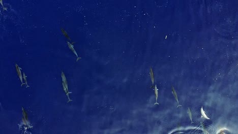 Verspielte-Delfine-Springen-Und-Schwimmen-Als-Familie-Am-Blauen-Ozean