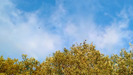 Ein-Schwarm-Nebelkrähen,-Der-Im-Herbst-Von-Einem-Goldenen-Baum-Abhebt