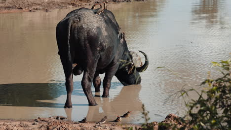 Red-billed-oxpeckers-and-Cape-buffalo-at-the-watering-hole