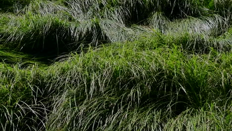 Close-up-of-grass-blowing-in-the-wind-in-slow-motion