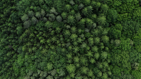 Luftaufnahme-Von-Schönen-Bergbäumen,-Nadelgrüne-Waldlandschaft
