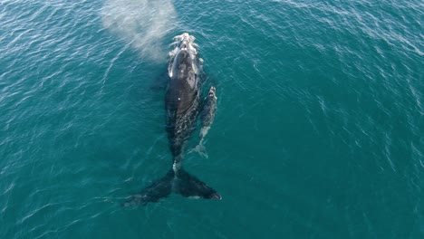 Big-Whale-and-calf-breathing-on-the-calm-waters-of-Patagonia---Aerial-follow-top-view,-Slowmo