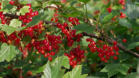 Branch-of-red-currant-berries,-Ribes-rubrum-spicatum-alpinum