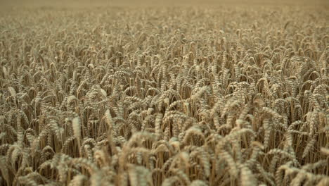 Ripe-Yellow-Wheat-Field-Sunset-Plant-Gold-Sun,-wide-area-before-harvest