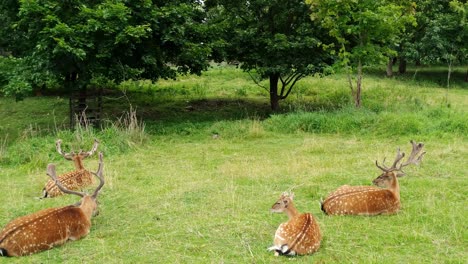 Static-view-of-three-male-fallow-deer-and-one-female-lying-together-in-a-field