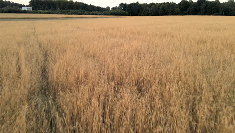 Beautiful-golden-wheat-field-rural-farmland-with-trees-aerial-dolly-forward
