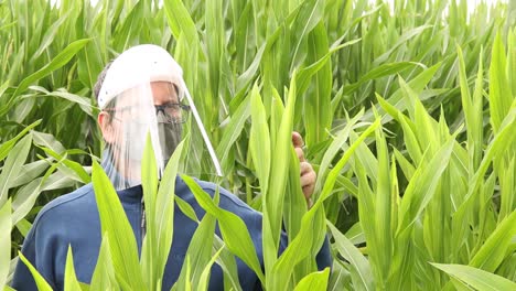 Male-caucasian-person-in-sweater,-facemask-and-face-shield-in-a-cornfield-checking-the-quality-of-the-crop-and-looking-around-with-bright-light-from-above-reflecting-in-the-plastic-protective-mask