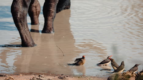 Red-billed-oxpeckers-bathing-next-to-a-Cape-Buffalo