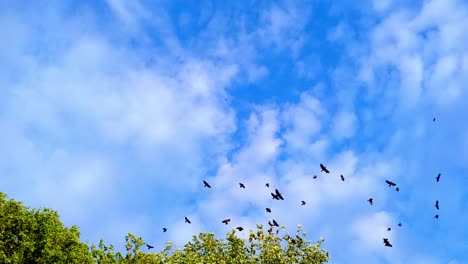 Looking-up-at-a-huge-flock-of-hooded-crows-flying-against-a-blue-sky