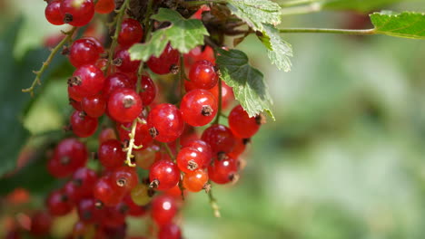 Branch-of-fresh-and-tasty-red-Currant-berries-slow-motion