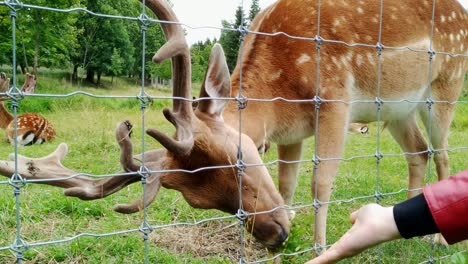 A-young-buck-fallow-deer-being-fed-through-a-fence-by-a-caucasian-woman