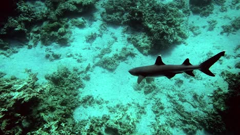 Ein-Wunderschöner-Weißspitzenhai,-Der-Direkt-über-Dem-Meeresboden-Schwimmt---Unter-Wasser