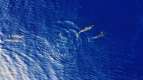 Top-down-Shot-Of-Spinner-Dolphins-Swimming-Freely-In-The-Calm-Blue-Sea---aerial