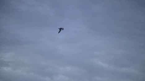 View-Of-A-Bird-Flying-High-Against-A-Cloudy-Sky---Low-Angle-Shot