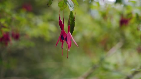 Close-up-of-honeysuckle-flower-hanging-in-nature