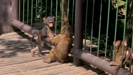 Kleiner-Affe-Und-Seine-Mutter-Spielen-Im-Nairobi-nationalpark-Herum