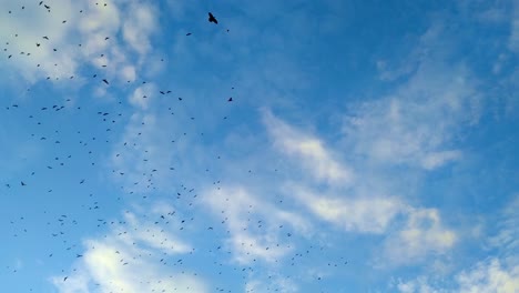 Looking-up-at-a-flock-of-hooded-crows-flying-across-the-blue-sky