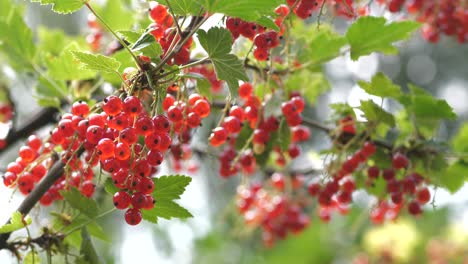 Red-Currant-Branch-With-Fresh-Ripe-Berries-on-natural-bokeh-background