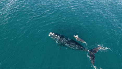 a-Giant-Southern-Right-Whales-comming-up-to-breath-with-the-baby---Drone-shot-Slowmo