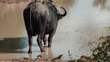 Large-Cape-Buffalo-being-groomed-by-Red-Billed-Oxpeckers