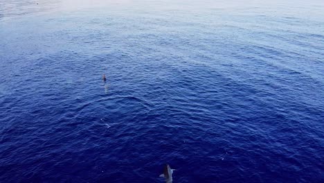 Vio-Delfines-Nadando-Y-Comiendo-Pescado-En-El-Mar-Azul-Profundo