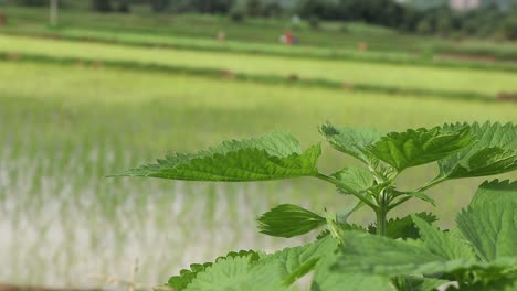 Agricultores-Plantando-Nuevos-Cultivos-En-Campos-De-Arroz-Durante-La-Temporada-De-Lluvias-En-Deoghar,-Jharkhand