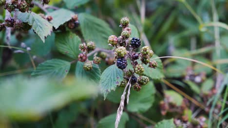 Blackberries-ripening-on-a-branch-shrub-during-summer