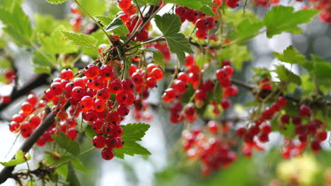 Lingonberries-growing-on-tree-branch,-close-up-shot