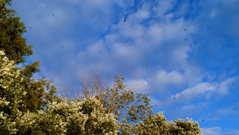 Nebelkrähen-Fliegen-Herum-Und-Landen-Auf-Den-Baumwipfeln-In-Einem-Wald