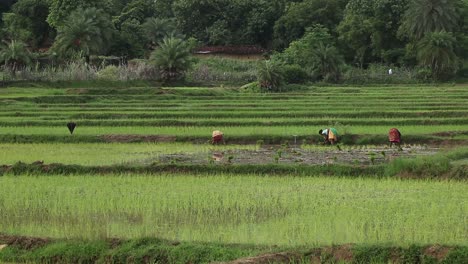 Agricultores-Plantando-Nuevos-Cultivos-En-Campos-De-Arroz-Durante-La-Temporada-De-Lluvias-En-Deoghar,-Jharkhand