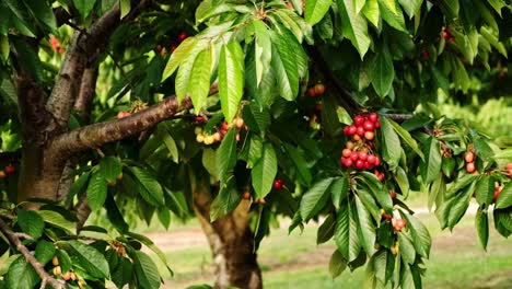 Bunches-of-fresh-cherries-ready-for-picking-hanging-low-on-the-orchard-branches
