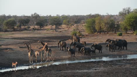 A-wide-shot-of-giraffes,-elephants-and-impalas-at-a-waterhole,-a-young-elephant-chases-the-giraffes,-Kruger-National-Park