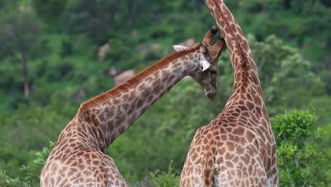 Slow-motion-back-view-of-two-male-giraffes-necking,-Kruger-National-Park
