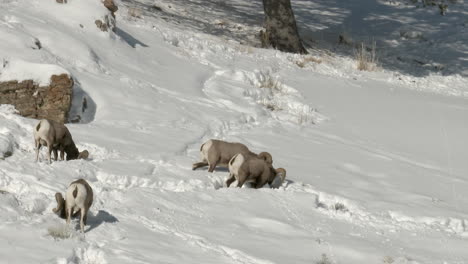 Bighorn-sheep-four-ram-on-snowcovered-slope,-scratching-to-find-food