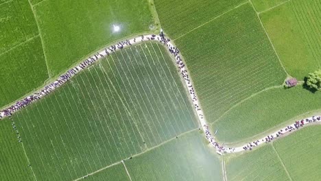Top-down-view-of-people-walking-through-the-middle-of-rice-paddies-on-their-way-to-a-harvest-festival