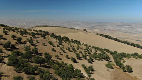 Flying-over-trees-in-desert-of-Morocco