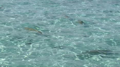 Nadar-Con-Tiburones-En-Bora-Bora,-Polinesia-Francesa