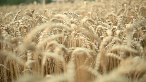 Close-up-dolly-shot-of-peaceful-wheat-field-in-nature-during-sunny-day