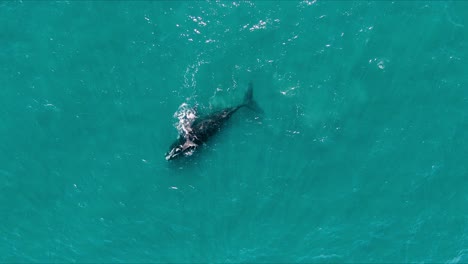 Baby-Whale-Playing-with-the-Tail-on-the-Back-of-the-Mother---Drone-shot-Zoom-in