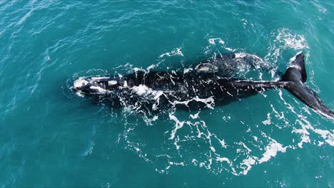 Big-Whale-with-calf-Breathing-together---Aerial-shot-Slowmotion