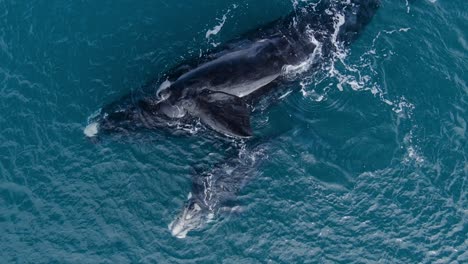 Southern-Right-Whale-Mother-and-Calf-Playing-at-Ocean-Surface,-AERIAL-CLOSE-UP