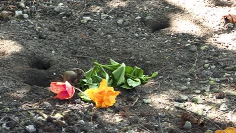 Landkrabben-Kämpfen-Um-Blumen-In-Bora-Bora,-Französisch-Polynesien